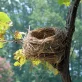 bird nest
